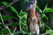 ptiči/birds