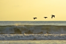 ptiči/birds