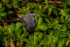 ptiči/birds