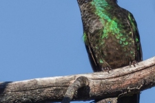 ptiči/birds
