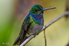 ptiči/birds