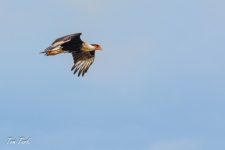 ptiči/birds