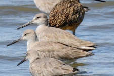 ptiči/birds