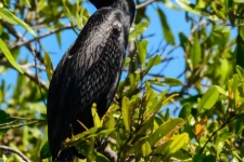 ptiči/birds