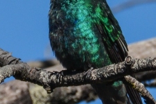 ptiči/birds
