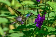 ptiči/birds