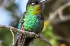 ptiči/birds