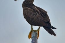 ptiči/birds