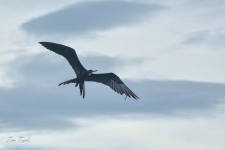 ptiči/birds
