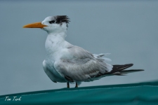 ptiči/birds
