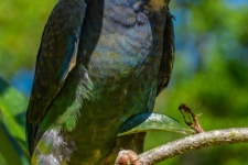 ptiči/birds