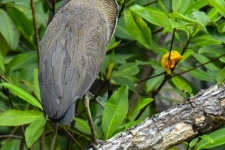 ptiči/birds