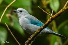 ptiči/birds