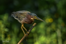 ptiči/birds