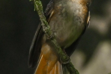ptiči/birds