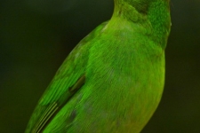 ptiči/birds