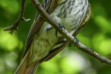 ptiči/birds