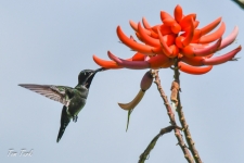 ptiči/birds