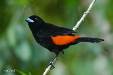 ptiči/birds