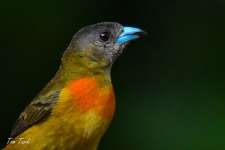 ptiči/birds