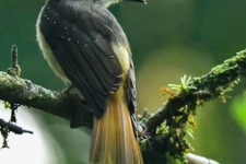 ptiči/birds