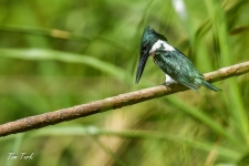 ptiči/birds