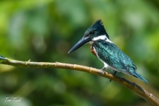 ptiči/birds