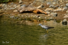 ptiči/birds
