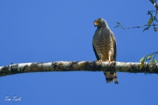 ptiči/birds