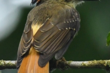 ptiči/birds