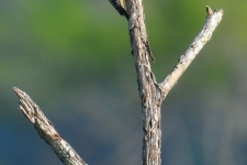 ptiči/birds