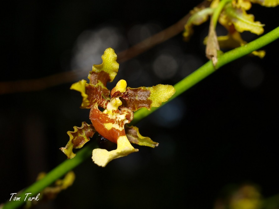 rastline/plants