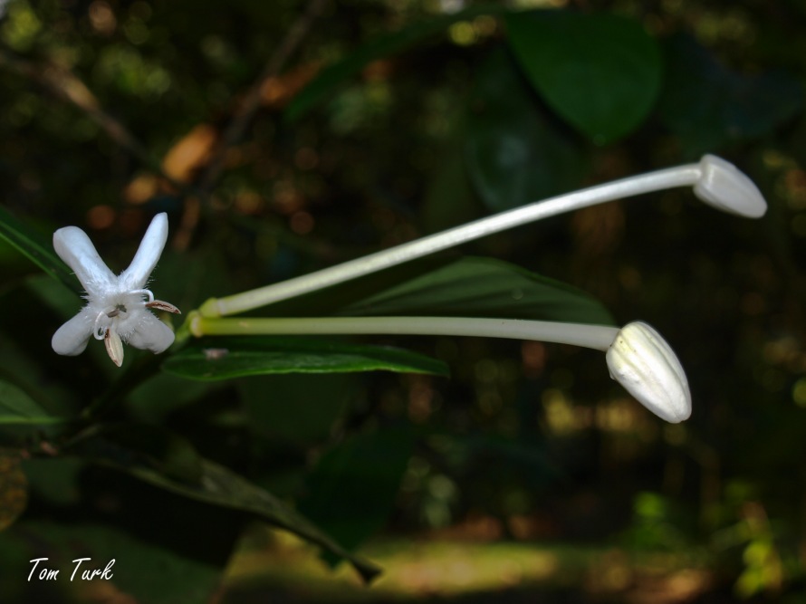 rastline/plants