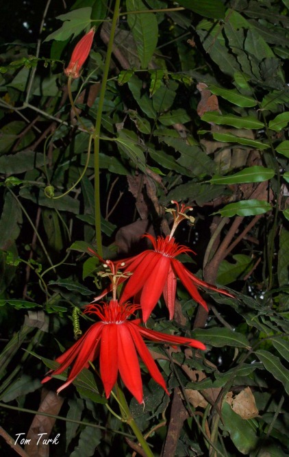 rastline/plants