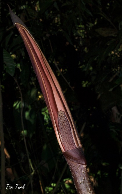 rastline/plants
