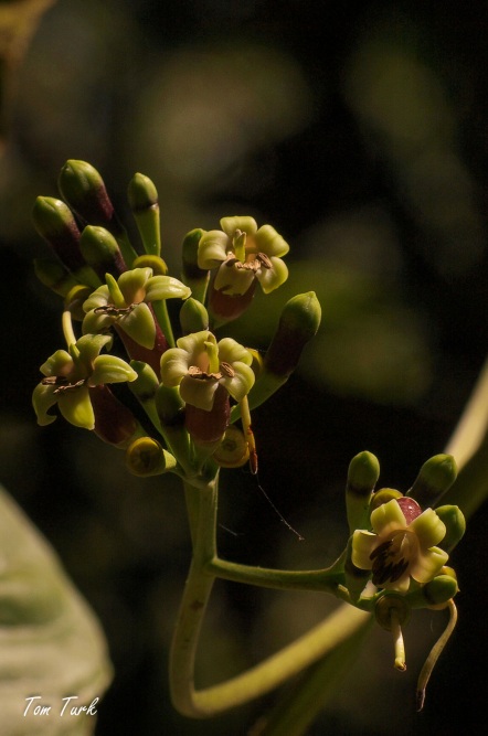 rastline/plants