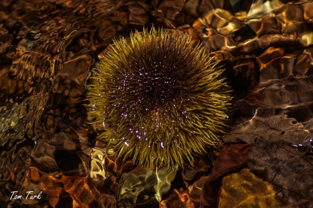 rastline/plants
