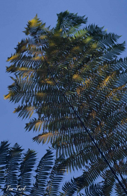 rastline/plants