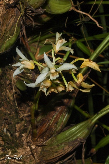 rastline/plants