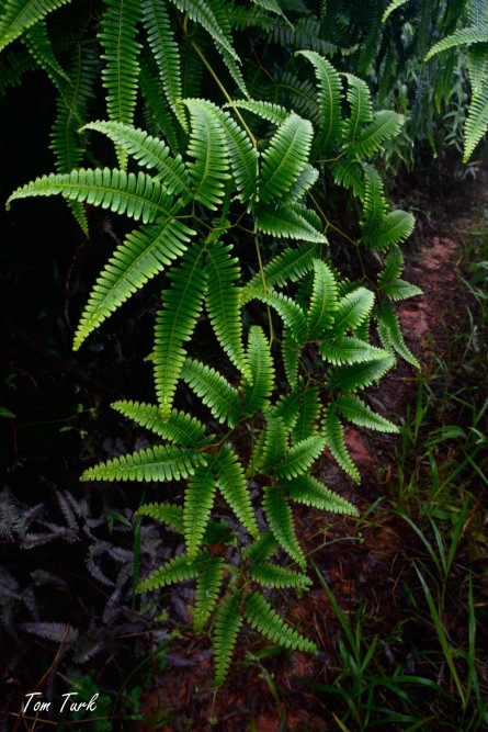 rastline/plants