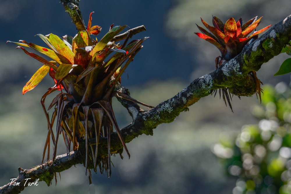 rastline/plants
