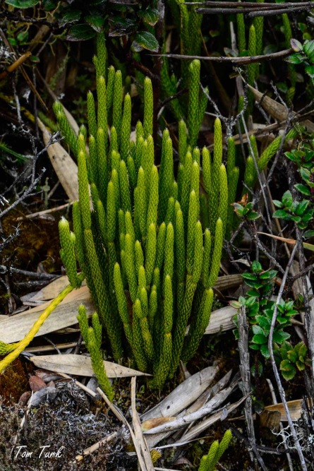 rastline/plants