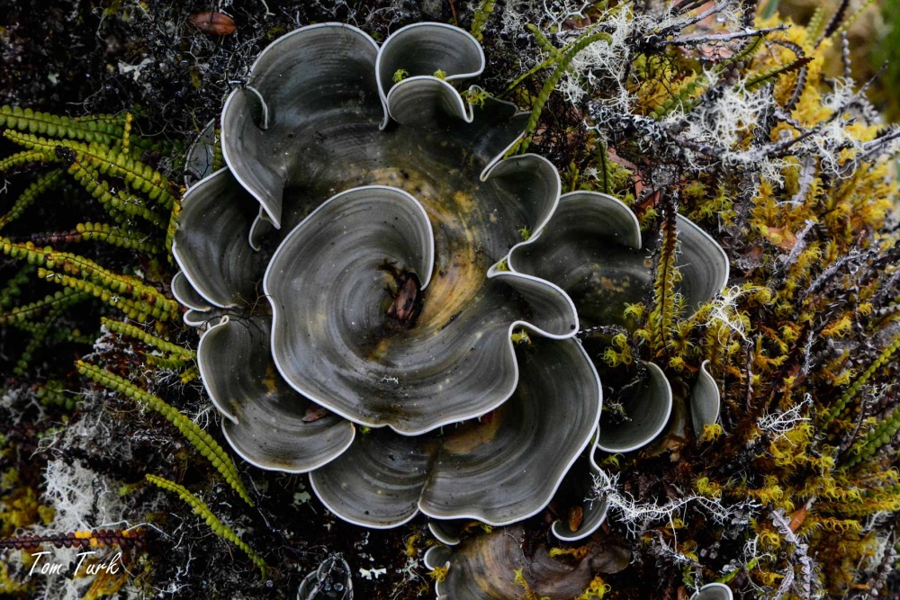 rastline/plants
