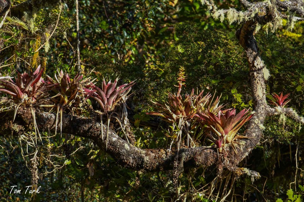 rastline/plants