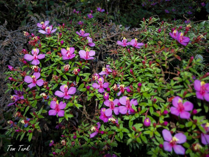 rastline/plants