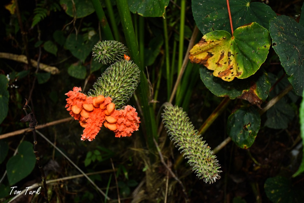 rastline/plants