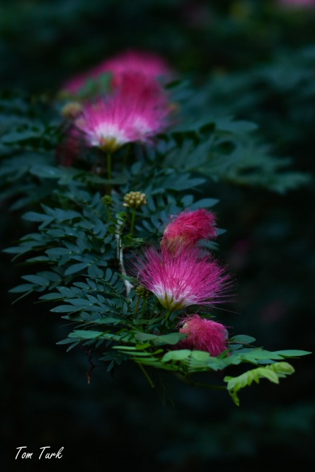 rastline/plants