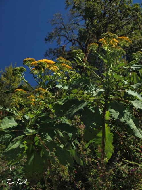 rastline/plants