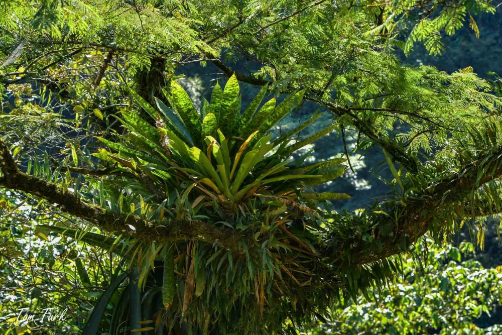 rastline/plants