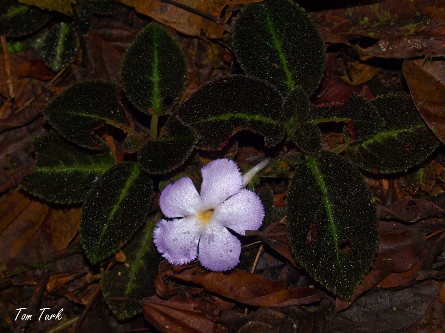 rastline/plants